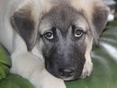 Kangal-Welpe